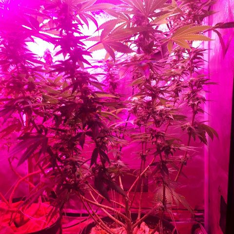 Gorilla Zkittlez growlog timeline photo