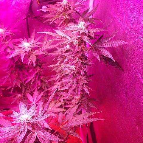 Gorilla Zkittlez growlog timeline photo