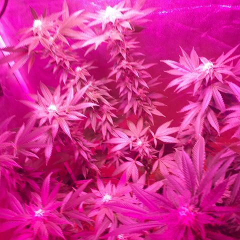 Gorilla Zkittlez growlog timeline photo