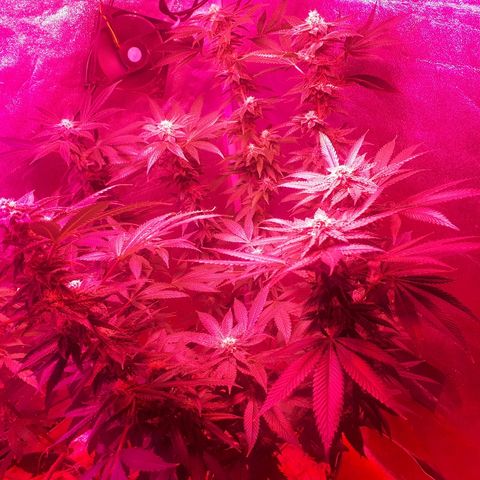 Gorilla Zkittlez growlog timeline photo