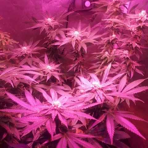 Gorilla Zkittlez growlog timeline photo