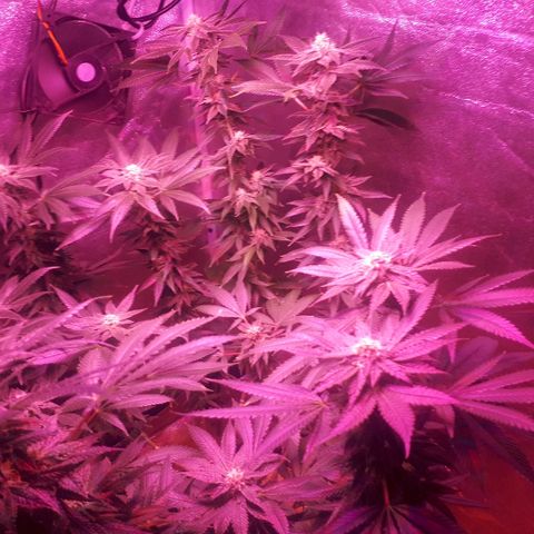 Gorilla Zkittlez growlog timeline photo