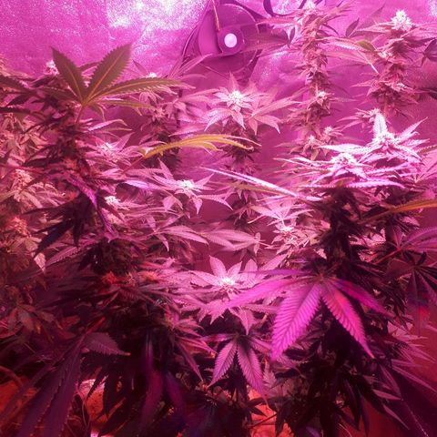 Gorilla Zkittlez growlog timeline photo