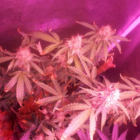 Glue Gelato Auto growlog timeline photo