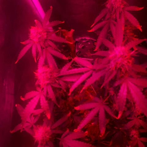 Glue Gelato Auto growlog timeline photo