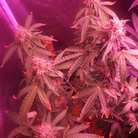 Glue Gelato Auto growlog timeline photo