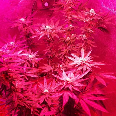 Gorilla Zkittlez growlog timeline photo