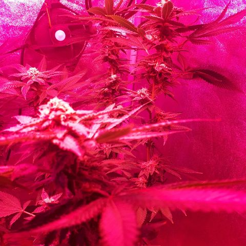 Gorilla Zkittlez growlog timeline photo