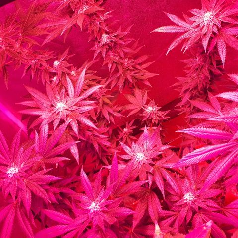 Gorilla Zkittlez growlog timeline photo