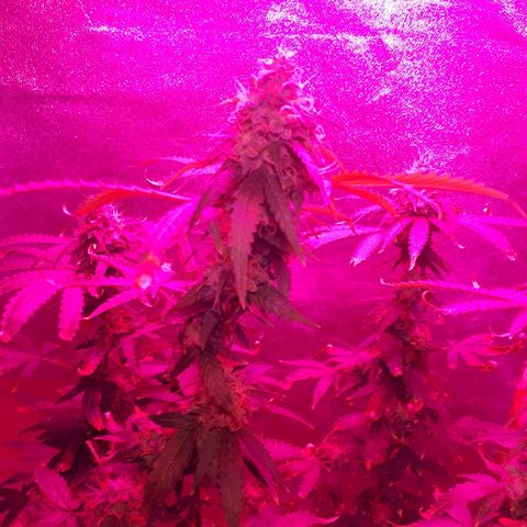 Glue Gelato Auto growlog timeline photo