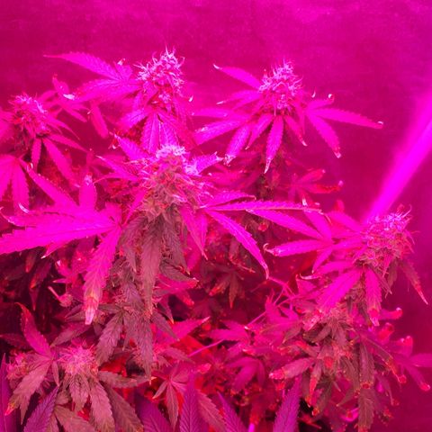 Glue Gelato Auto growlog timeline photo