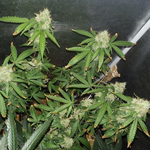Glue Gelato Auto growlog timeline photo