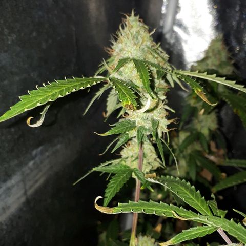 Glue Gelato Auto growlog timeline photo