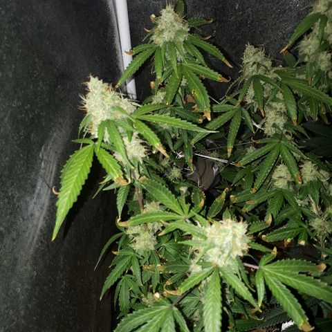 Glue Gelato Auto growlog timeline photo