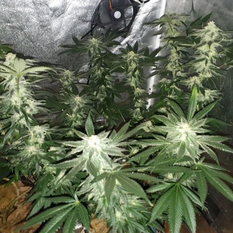 Gorilla Zkittlez growlog timeline photo