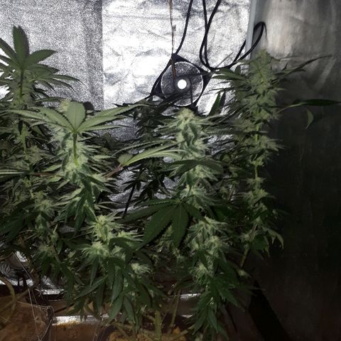 Gorilla Zkittlez growlog timeline photo