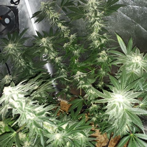 Gorilla Zkittlez growlog timeline photo