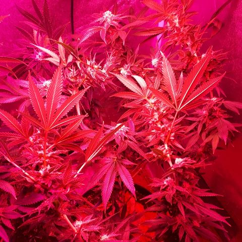 Gorilla Zkittlez growlog timeline photo