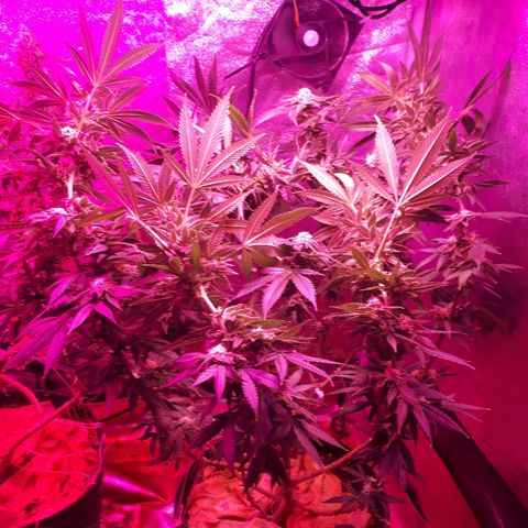 Gorilla Zkittlez growlog timeline photo