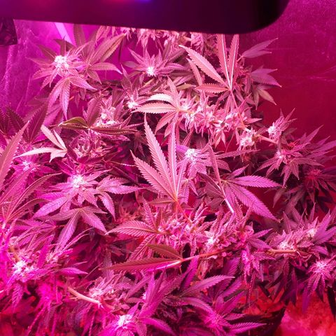 Gorilla Zkittlez growlog timeline photo