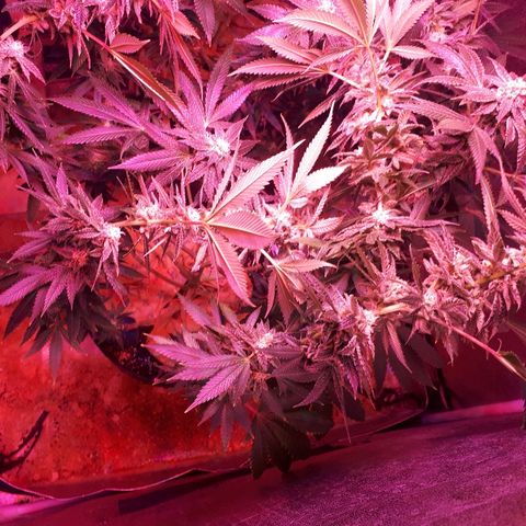 Gorilla Zkittlez growlog timeline photo