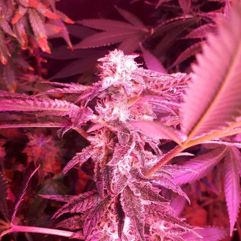 Gorilla Zkittlez growlog timeline photo