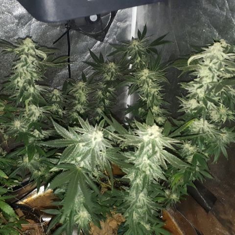 Gorilla Zkittlez growlog timeline photo