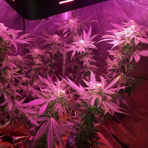 Gorilla Zkittlez growlog timeline photo