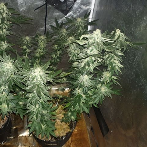 Gorilla Zkittlez growlog timeline photo