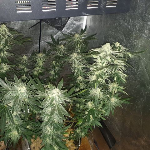 Gorilla Zkittlez growlog timeline photo