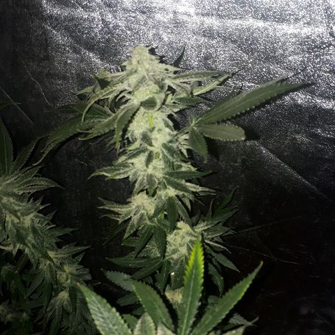 Gorilla Zkittlez growlog timeline photo