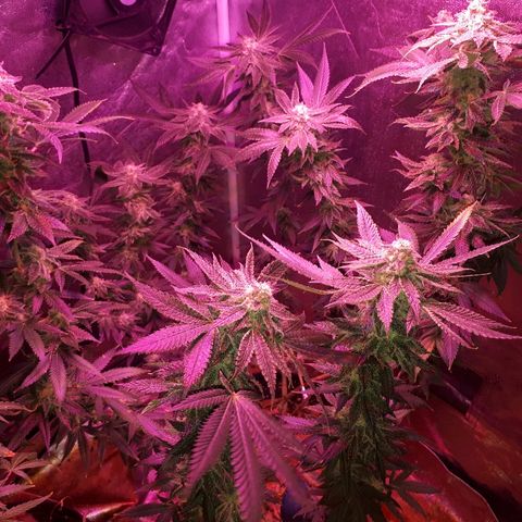 Gorilla Zkittlez growlog timeline photo