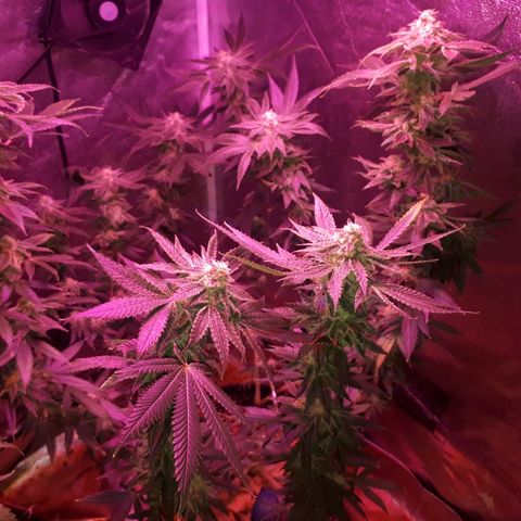 Gorilla Zkittlez growlog timeline photo