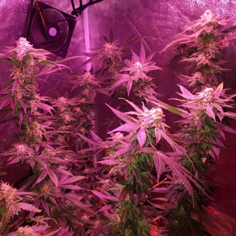 Gorilla Zkittlez growlog timeline photo