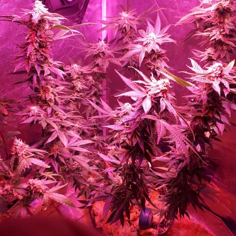 Gorilla Zkittlez growlog timeline photo