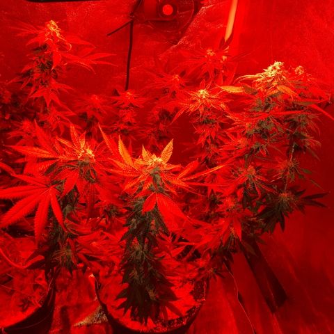 Gorilla Zkittlez growlog timeline photo
