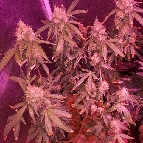Glue Gelato Auto growlog timeline photo
