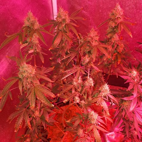 Glue Gelato Auto growlog timeline photo