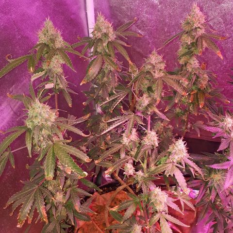 Glue Gelato Auto growlog timeline photo