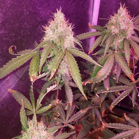 Glue Gelato Auto growlog timeline photo