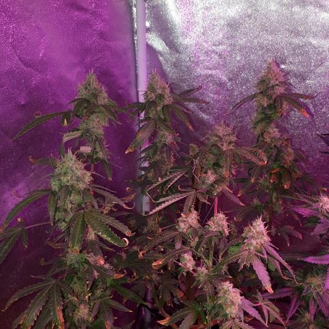 Glue Gelato Auto growlog timeline photo