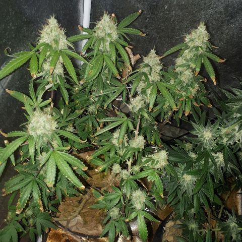 Glue Gelato Auto growlog timeline photo