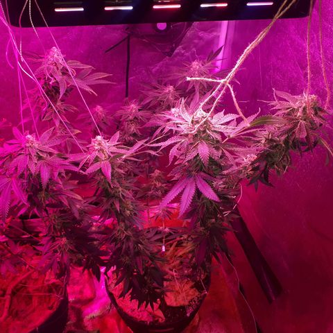 Gorilla Zkittlez growlog timeline photo
