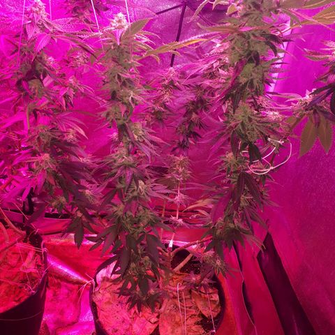 Gorilla Zkittlez growlog timeline photo