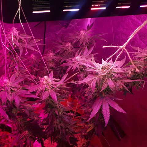 Gorilla Zkittlez growlog timeline photo