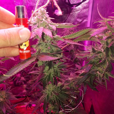 Gorilla Zkittlez growlog timeline photo