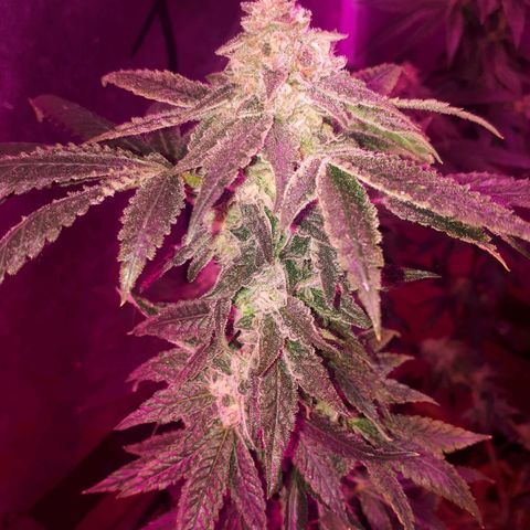 Gorilla Zkittlez growlog timeline photo