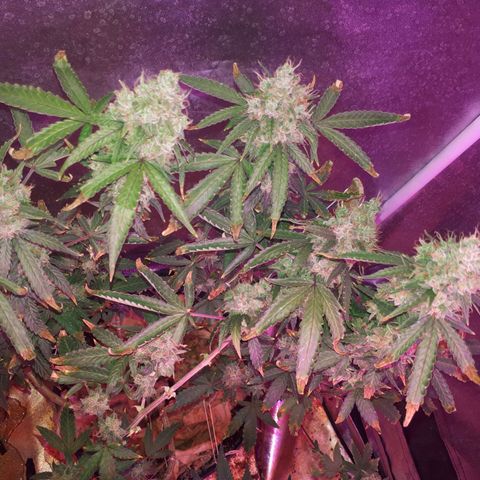 Glue Gelato Auto growlog timeline photo
