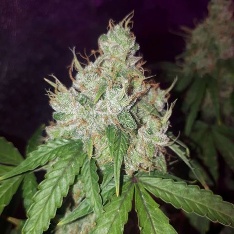 Glue Gelato Auto growlog timeline photo