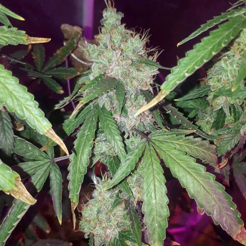 Glue Gelato Auto growlog timeline photo
